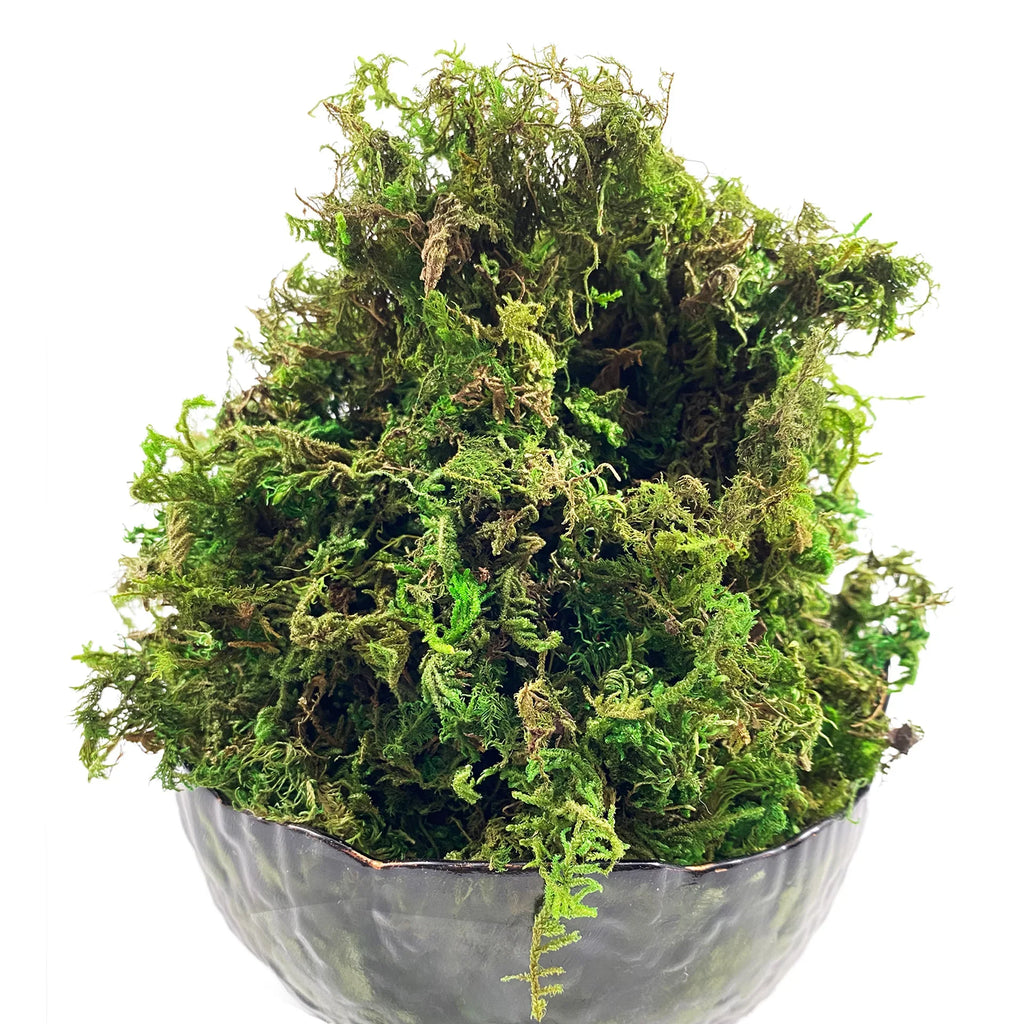 Trendbay 10G Artificial Moss Green Decorative Faux Moss for Potted Plants
